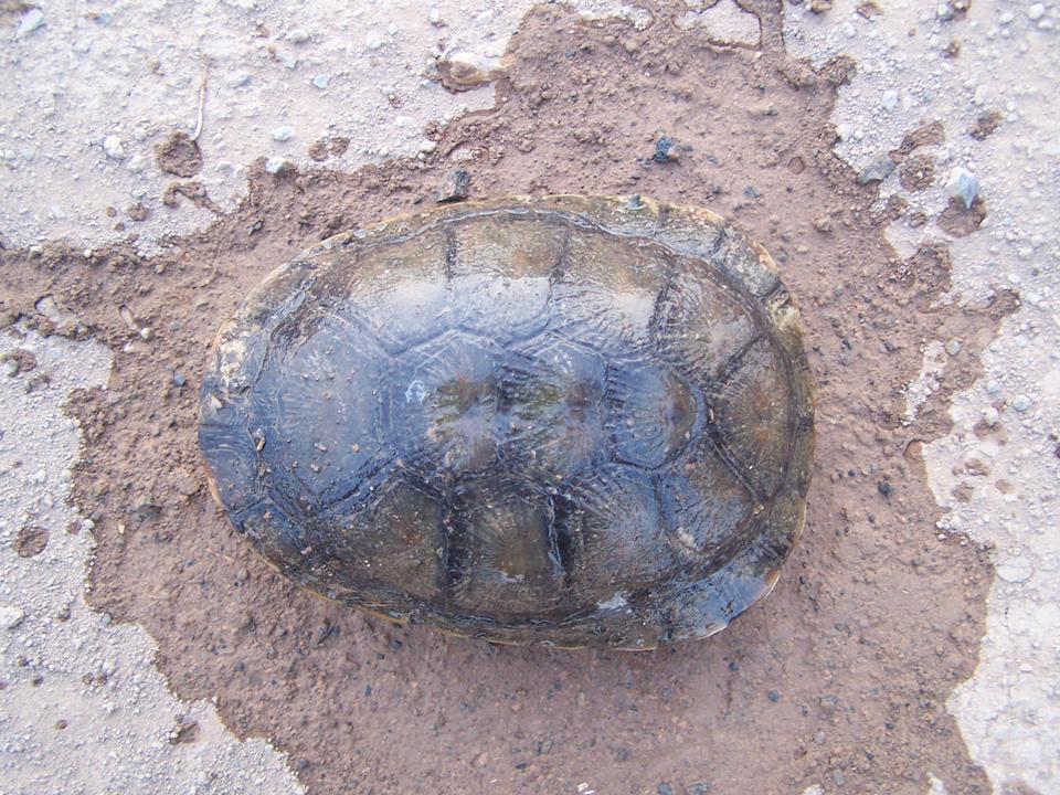 FIGURE 1 FIGURE 1